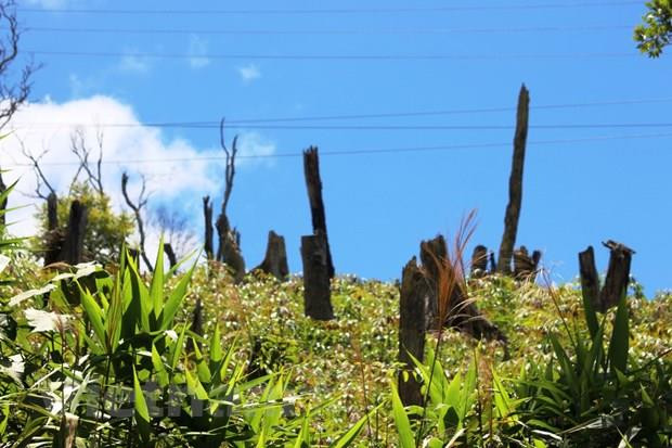 Hoàn nguyên diện tích đất bị lấn chiếm tại điểm du lịch Đồi Cỏ hồng ảnh 1