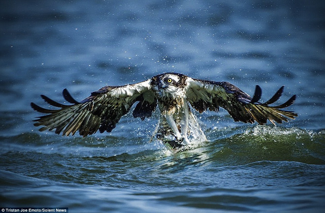 [Photo] Khoảnh khắc tuyệt đẹp khi chim ưng vồ mồi trên mặt sông ảnh 5