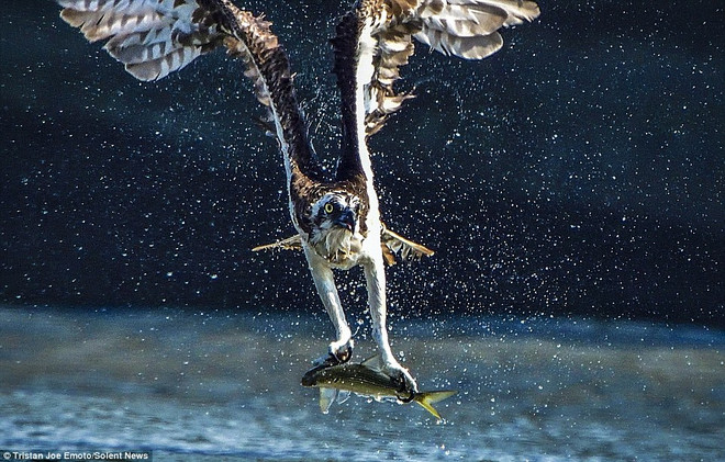 [Photo] Khoảnh khắc tuyệt đẹp khi chim ưng vồ mồi trên mặt sông ảnh 4