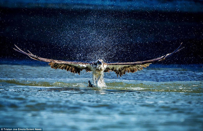 [Photo] Khoảnh khắc tuyệt đẹp khi chim ưng vồ mồi trên mặt sông ảnh 1