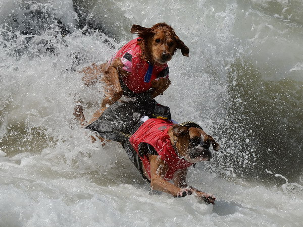 Độc đáo cuộc thi lướt sóng của những chú khuyển ở California ảnh 1