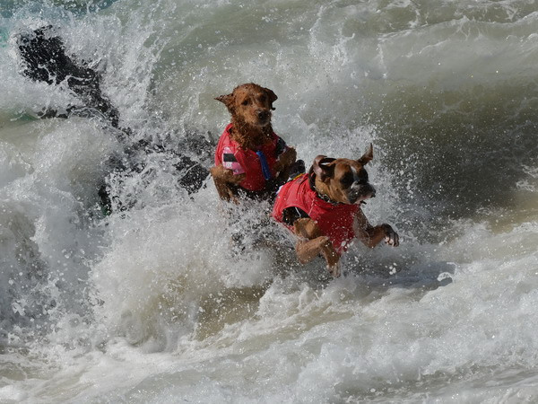 Độc đáo cuộc thi lướt sóng của những chú khuyển ở California ảnh 2