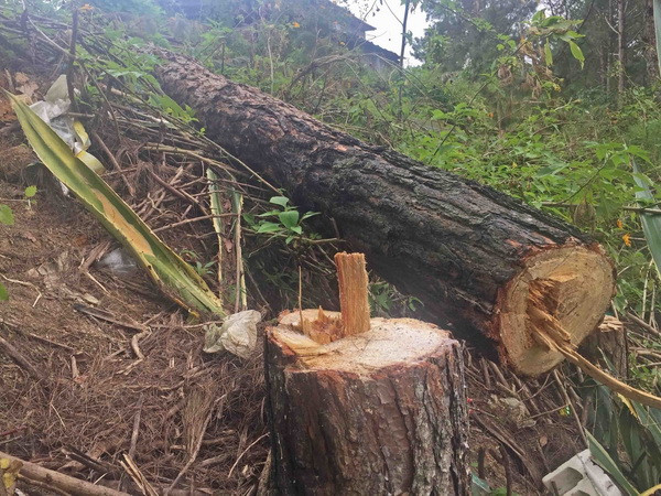 Bắt tạm giam chủ tịch UBND xã vì để xảy ra chặt phá rừng ảnh 1