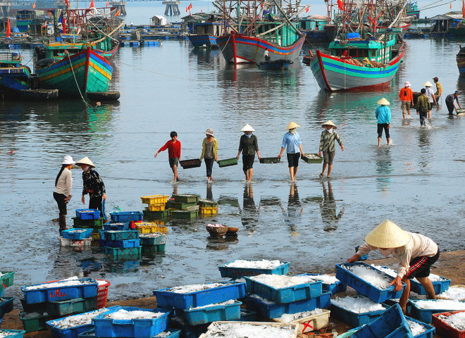 Cảng và dịch vụ hậu cần nghề cá Hải Phòng chưa đáp ứng nhu cầu ảnh 1