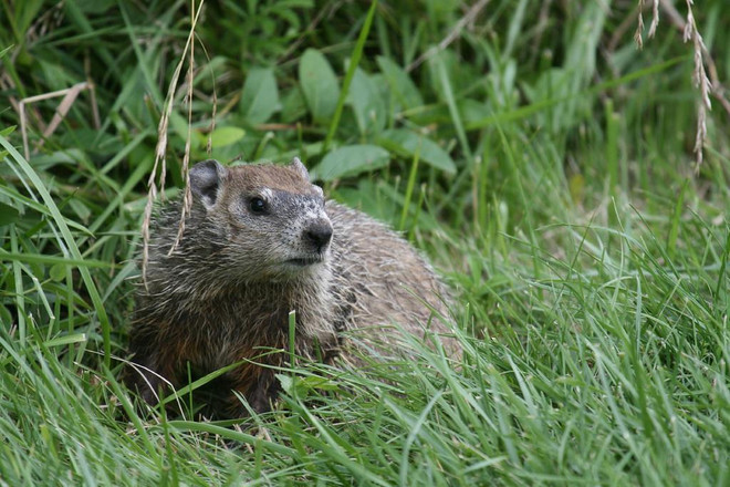 Loài động vật có vú đầu tiên bị tuyệt chủng do biến đổi khí hậu ảnh 1
