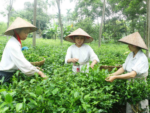 Bí thư Thành ủy Hà Nội chỉ đạo phát triển vùng bán sơn địa Ba Vì ảnh 1