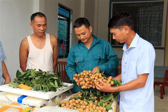 Hiệu quả vượt trội từ kỹ thuật trồng nhãn chín sớm ở Sông Mã ảnh 2