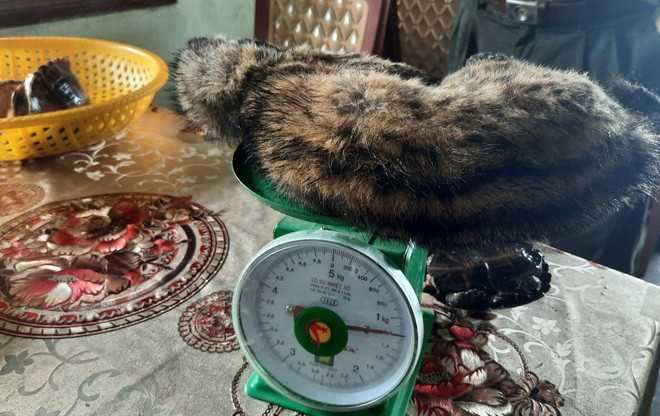 Bảo tồn loài hoang dã: Những mối nguy lớn và nỗ lực phục hồi ảnh 1