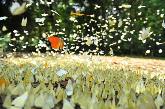 Đắm mình trong không gian thiên đường xanh ở Vườn quốc gia Cúc Phương ảnh 3