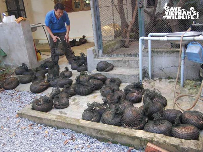 Tiếp vụ việc 70 cá thể tê tê đang “chết mòn” chờ thông tư liên tịch ảnh 2