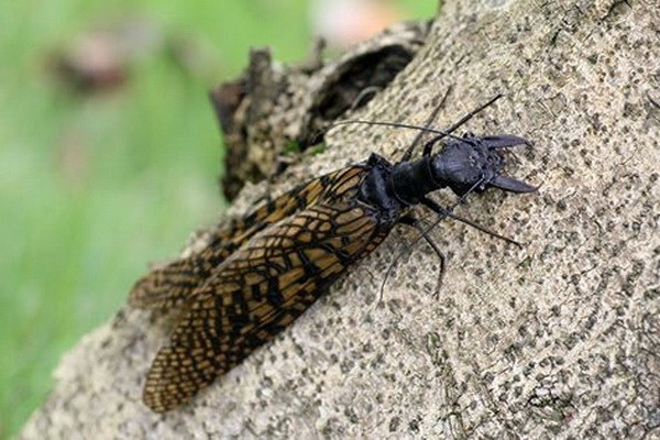 Cận cảnh loài "bọ quái vật" có hình thù đáng sợ tại Trung Quốc ảnh 1