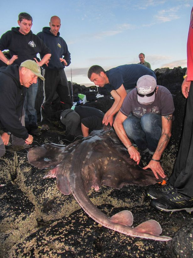 Người đàn ông lập kỷ lục khi câu được con cá đuối khổng lồ ảnh 2