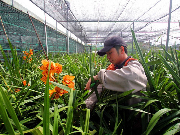 Đà Lạt: Một nửa sản lượng hoa địa lan chơi Tết đã nở sớm ảnh 1