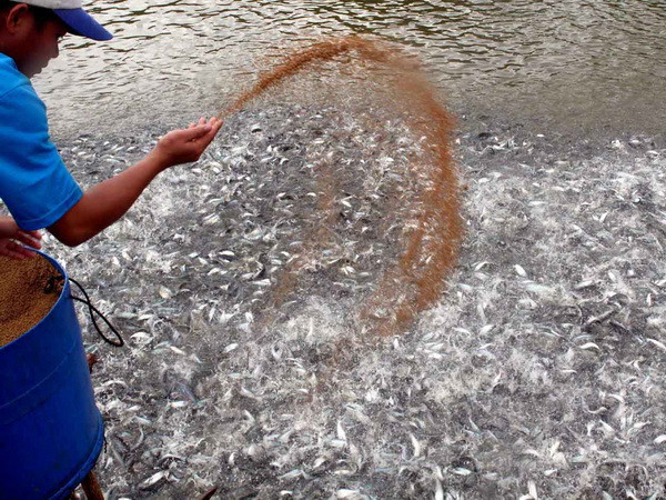 Hiến kế tháo gỡ khó khăn cho cá tra tại An Giang ảnh 1