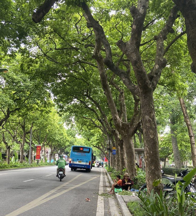 Trèo sấu - nghề mưu sinh nguy hiểm nhưng đem lại thu nhập cao ảnh 3