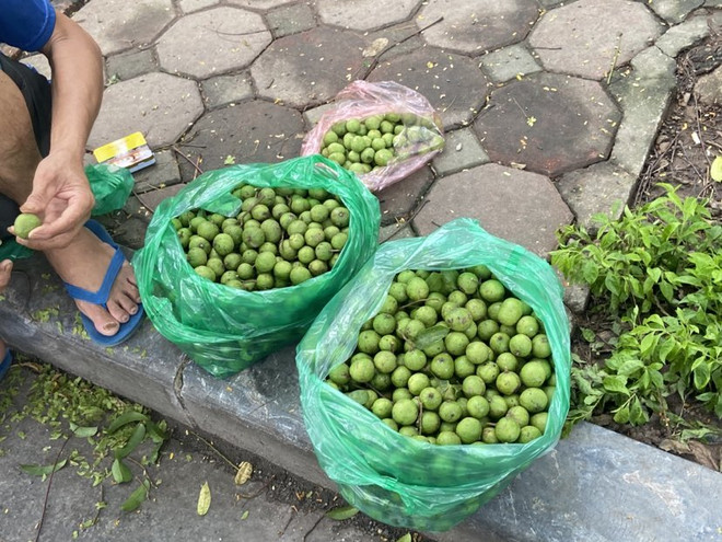 Trèo sấu - nghề mưu sinh nguy hiểm nhưng đem lại thu nhập cao ảnh 2