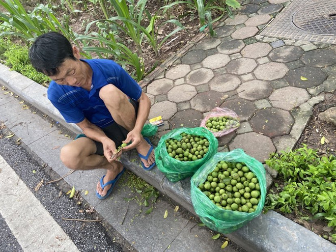 Trèo sấu - nghề mưu sinh nguy hiểm nhưng đem lại thu nhập cao ảnh 1
