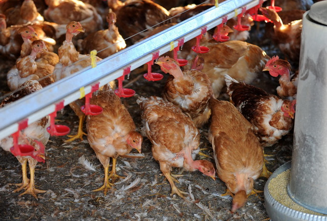 Ấn Độ: 26 bệnh nhân mắc cúm gia cầm ở bang Punjab đã tử vong ảnh 1