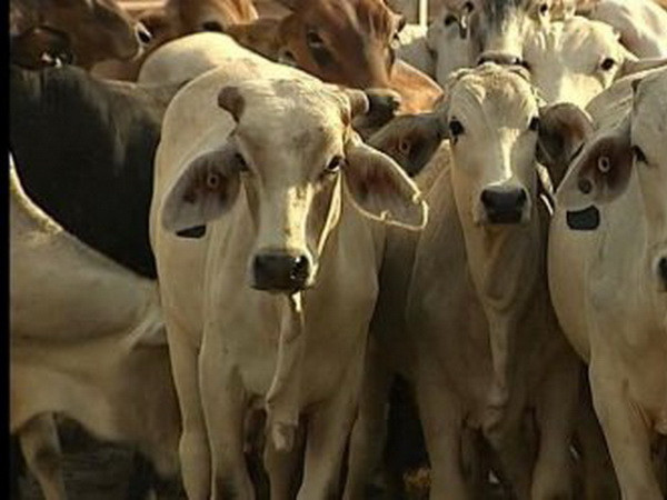 Xuất khẩu gia súc từ Australia sang Việt Nam tăng ấn tượng ảnh 1