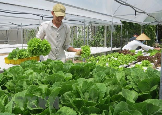 Giá rau, củ ở Đà Lạt tăng cao gấp 2 lần so với tháng trước ảnh 1