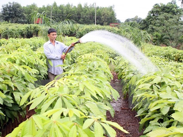 Giá trị sản xuất lâm nghiệp đạt mức tăng trưởng cao lịch sử ảnh 1