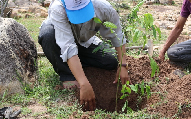 Lâm Đồng: Buộc một đối tượng phá rừng phải trồng lại hơn 1,4ha rừng ảnh 1