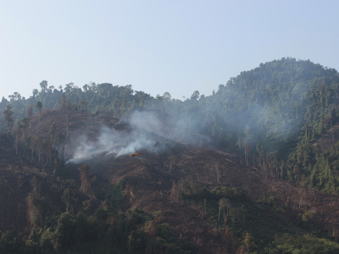 Trồng rừng ở Tuyên Quang: Những con số thống kê ấn tượng trên... giấy? ảnh 1