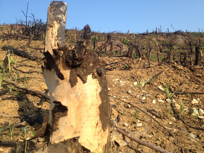 Trồng rừng ở Tuyên Quang: Những con số thống kê ấn tượng trên... giấy? ảnh 2