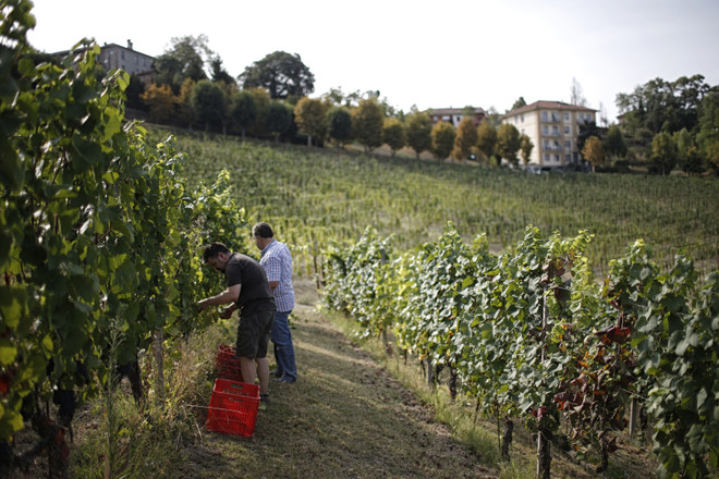 Thu hoạch nho ở vùng Tuscany. (Nguồn: AFP/TTXVN) Italy: Ác mộng nước lụt ở thiên đường ẩm thực-văn hóa Emilia-Romagna ảnh 3