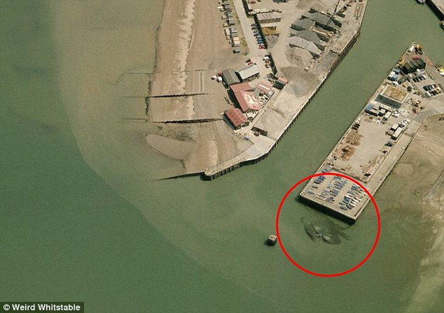 Chú cua gây nhiều tranh cãi trong thời gian qua. (Nguồn: Weird Whitstable) Thực hư bức ảnh về con cua khổng lồ xuất hiện tại bến cảng ảnh 1