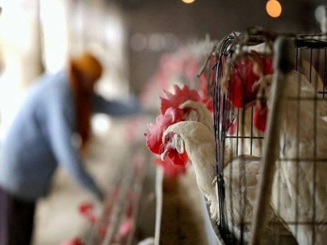 (Nguồn: ebene-magazine.com) Nga lần đầu tiên phát hiện virus cúm gia cầm H5N8 ở người ảnh 1