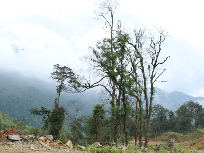 Trồng bù rừng ở Hà Giang: Doanh nghiệp phớt lờ, nợ phí gần 21 tỷ đồng ảnh 1