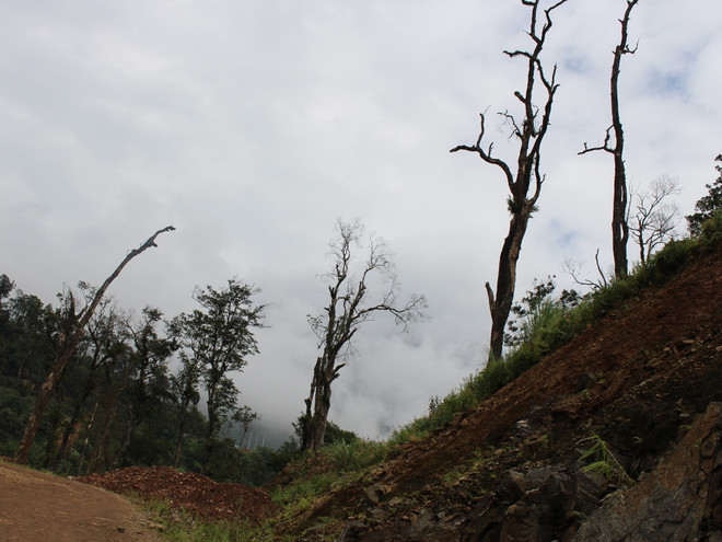 Trồng bù rừng ở Hà Giang: Doanh nghiệp phớt lờ, nợ phí gần 21 tỷ đồng ảnh 2