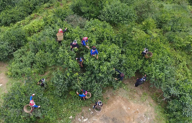 Người dân xã Túng Sán, huyện Hoàng Su Phì (Hà Giang) thu hái chè Shan tuyết. (Ảnh: Nguyễn Chiến-TTXVN) Phát huy tinh thần tự lực, phát triển bền vững vùng dân tộc thiểu số ảnh 2