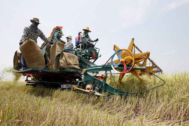 Thái Lan công bố chương trình trợ cấp lúa gạo mới cho nông dân ảnh 1