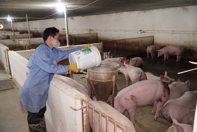 Hưng Yên hỗ trợ hộ chăn nuôi bị ảnh hưởng dịch tả lợn châu Phi ảnh 1