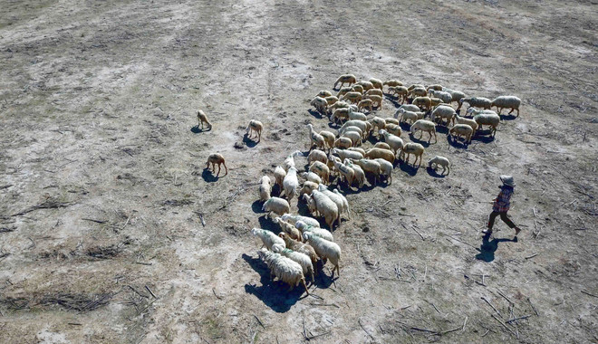 Giải pháp chiến lược, cấp bách để Ninh Thuận ứng phó hiệu quả hạn hán ảnh 1