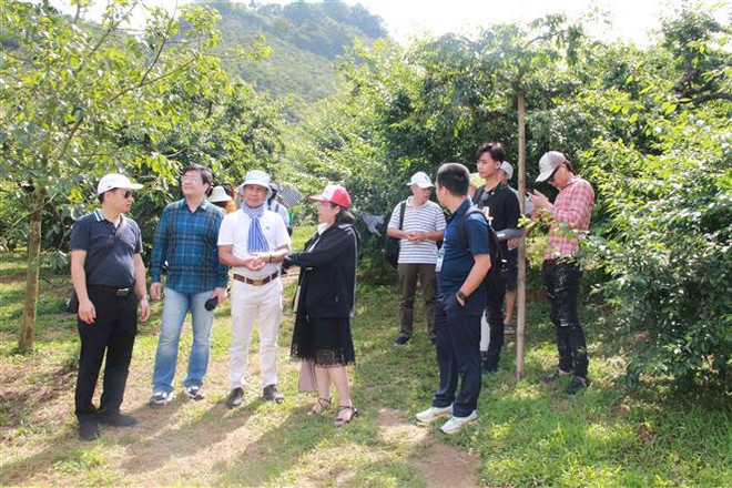 Các đại biểu khảo sát, đánh giá chất lượng một số điểm đến tại Khu Du lịch Quốc gia Mộc Châu. (Ảnh: Quang Quyết/TTXVN) Sơn La: Phát huy giá trị của "Điểm đến Thiên nhiên hàng đầu Thế giới' ảnh 2