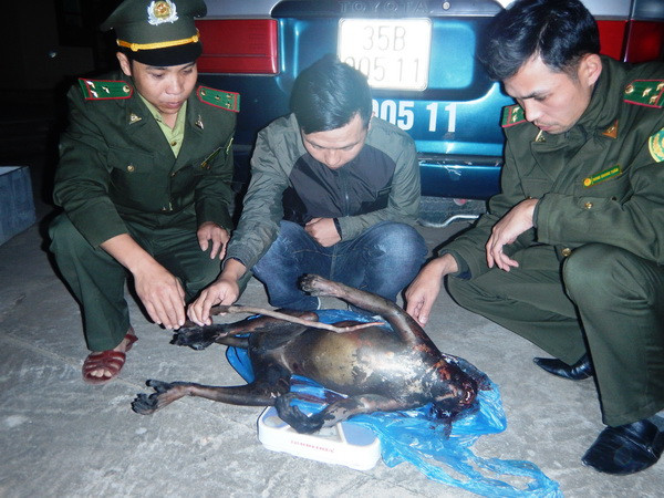 Quảng Bình: Khởi tố vụ vận chuyển trái phép cá thể voọc Hà Tĩnh ảnh 1