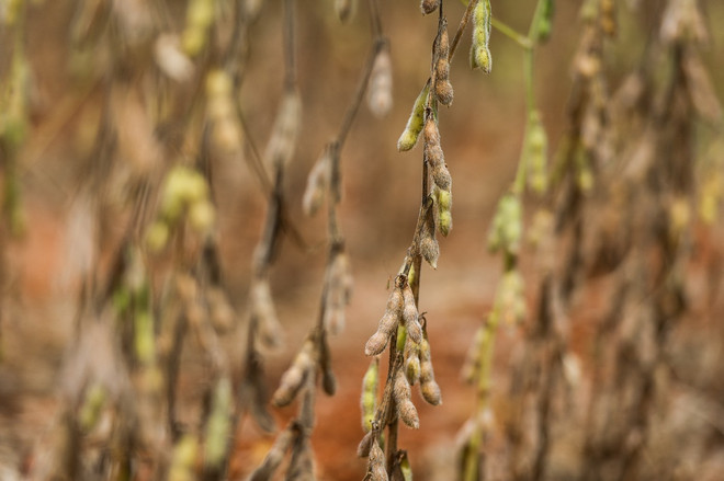 ttxvn dau tuong_resize.jpg