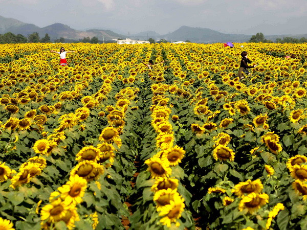 Bắc Bộ ban đêm trời rét, ban ngày nhiệt độ lên đến 20 độ C ảnh 1