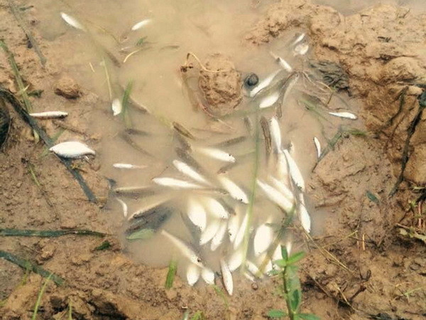 Thanh Hóa báo cáo Thủ tướng việc cá chết hàng loạt trên sông Bưởi ảnh 1