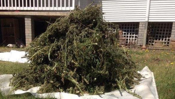 Cảnh sát Australia đột kích 2 ngôi nhà trồng cây gai dầu ảnh 1