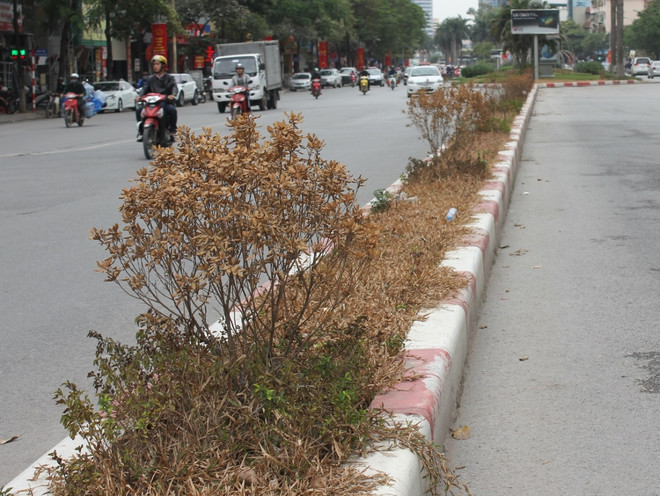 Hà Nội: Cây cảnh thảm cỏ cháy bất thường, liệu có yếu tố phá hoại? ảnh 3