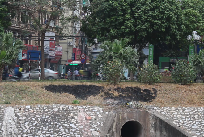 Hà Nội: Cây cảnh thảm cỏ cháy bất thường, liệu có yếu tố phá hoại? ảnh 1