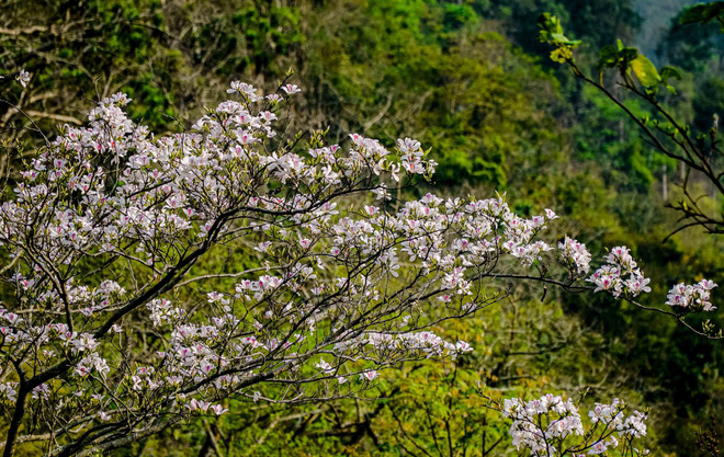 Đắm chìm trong mùa hoa ban bung nở trên khắp núi rừng Tây Bắc ảnh 4