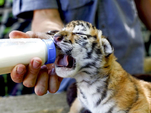 Những góc nhìn về các khu bảo tồn động vật hoang dã ảnh 1