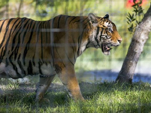 Những góc nhìn về các khu bảo tồn động vật hoang dã ảnh 2