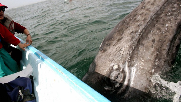 Người phụ nữ mất mạng vì va chạm với cá voi khi đứng trên thuyền ảnh 1