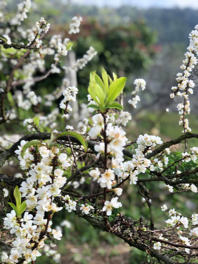 Mộc Châu mùa hoa mận - Điểm đến lý tưởng cho du lịch mùa đông ảnh 3